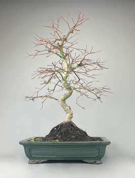 Fächerahorn, Acer palmatum deshojo, Ahorn, Bonsai Solitär, Geschenkidee, Freilandbonsai