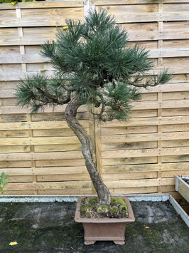 Kiefer, Pinus, Outdoor - Bonsai, Freilandbonsai