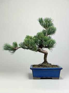 Mädchen - Kiefer, Pinus pentaphylla, Shohin, Japan, Outdoor - Bonsai, Freilandbonsai