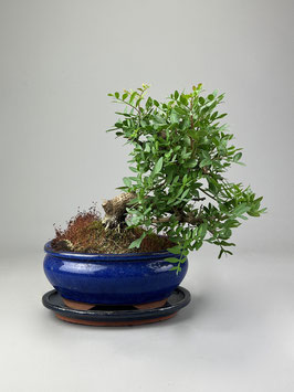 Pistazie, Pistacia lentiscus, Bonsai, Geschenk - Idee, Mediterraner Bonsai, Zimmerbonsai
