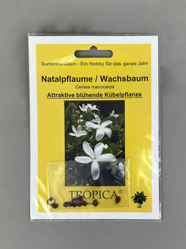 Natalpflaume / Wachsbaum, Carissa macrocarpa, Geschenkidee, Seltene Samen, Besonderheit, Rarität