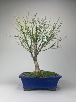 Pfaffenhütchen / Korkflügelstrauch, Euonymus, Bonsai, Freilandbonsai Geschenkidee