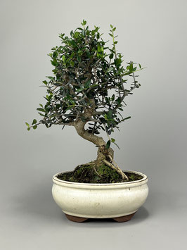 Wilder Olivenbaum, Olea europaea sylvestris, mediterraner Bonsai, Geschenkidee