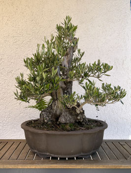 Ölbaum / Olivenbaum / Olea europaea, mediterraner Bonsai, Geschenkidee, XXL Bonsai