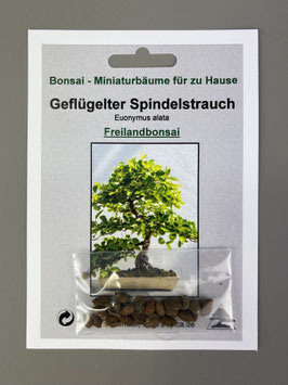 Samen+Anzuchtset: Geflügelter Spindelstrauch, Euonymus alata, Freilandbonsai, Geschenkidee, Bonsai - Samen