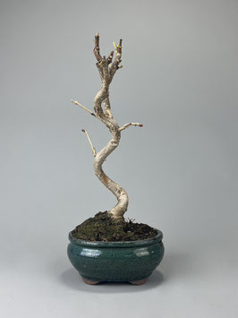 Fächerblattbaum, Ginkgo biloba, Freilandbonsai, Geschenkidee
