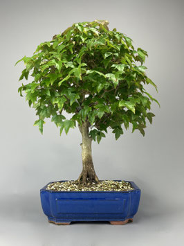 Dreispitzahorn, Acer buergerianum, Outdoor - Bonsai, Freilandbonsai