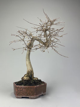 Dreispitzahorn, Acer buergerianum, Outdoor - Bonsai, Freilandbonsai