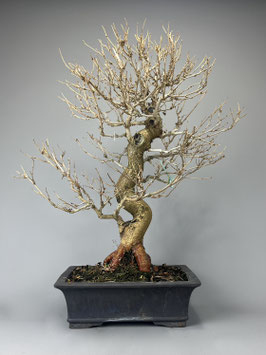 Maulbeerbaum, Morus, Bonsai, Outdoor - Bonsai, Freilandbonsai