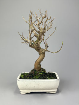 Maulbeerbaum, Morus, Bonsai, Outdoor - Bonsai, Freilandbonsai