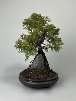 Chin. Wacholder, Juniperus chinensis, Bonsai - Solitär, Outdoorbonsai