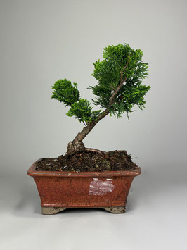 Hinoki-Scheinzypresse, Chamaecyparis obtusa 'Nana Gracilis', Garten Bonsai, Freilandbonsai Geschenkidee