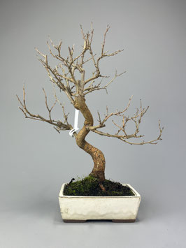 Maulbeerbaum, Morus, Bonsai, Outdoor - Bonsai, Freilandbonsai