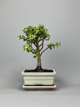 Jadebaum, Portulacaria afra, Zimmerbonsai / Indoorbonsai, sehr robuster Bonsai, Geschenkidee