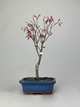 Roter Fächerahorn, Acer palmatum 'Atropurpureum', Ahorn, Bonsai Solitär, Geschenkidee, Freilandbonsai