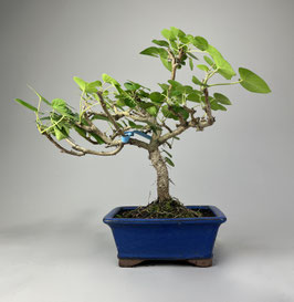 Kaukasus Efeu, Hedera colchica, Blühender Outdoor - Bonsai, Freilandbonsai, Geschenkidee