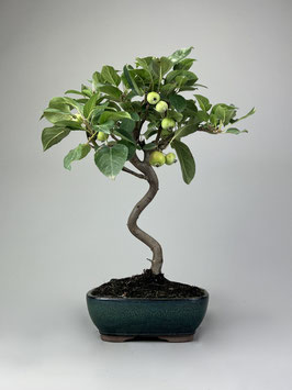 Zierapfel, Malus, Outdoor - Bonsai, Freilandbonsai, Outdoor - Bonsai