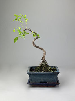 Sageretie, Sageretia, Bonsai Geschenkidee, Zimmerbonsai / Indoorbonsai, Pflegeleicht