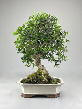 Wilder Olivenbaum, Olea europaea sylvestris, mediterraner Bonsai, Geschenkidee