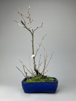 Zierquitte, Chaenomeles, Outdoor - Bonsai mit Blüten und Frucht, Freilandbonsai, Geschenkidee, Blühender Bonsai