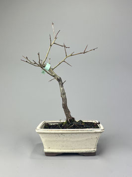 Echter Rotdorn 'Paul's Scarlet', Crataegus laevigata 'Paul's Scarlet', Blühender Outdoor - Bonsai, Freilandbonsai, Geschenkidee