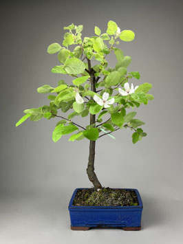 Quitte 'Konstantinopeler Apfelquitte', Cydonia 'Konstantinopeler Apfelquitte', Gartenbonsai, Freilandbonsai, Geschenkidee