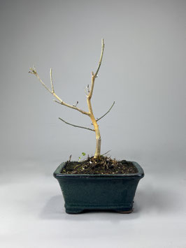 Blhende Bonsai kaufen Geschenkidee Versand - www.bonsai-hassler.de