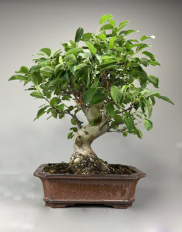Zierapfel, Malus, Outdoor - Bonsai, Freilandbonsai, Outdoor - Bonsai