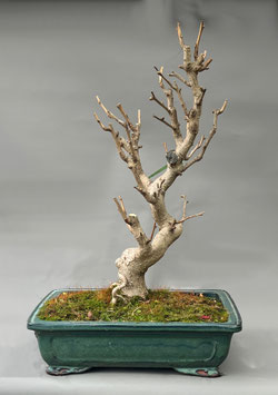 Fächerblattbaum, Ginkgo biloba, Freilandbonsai, Geschenkidee