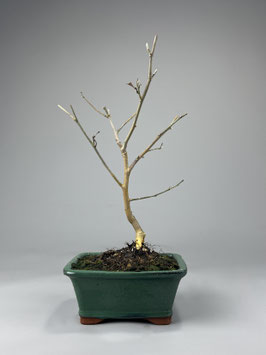 Magnolie, Magnolia, Blühender Outdoor - Bonsai, Freilandbonsai, Geschenkidee