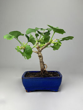 Fächerblattbaum, Ginkgo biloba ´Troll´, Freilandbonsai, Geschenkidee