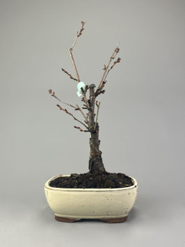 Frühlingskirsche, Prunus Accolade, Blühender Outdoor - Bonsai, Freilandbonsai, Geschenkidee