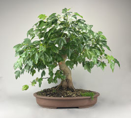 Dreispitzahorn, Acer buergerianum, Outdoor - Bonsai, Freilandbonsai