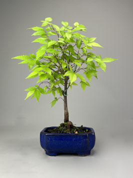 Japanische Zelkove / Keakibaum , Zelkova serrata, Bonsai, Freilandbonsai Geschenkidee