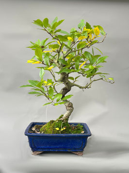 Blhende Bonsai kaufen Geschenkidee Versand - www.bonsai-hassler.de