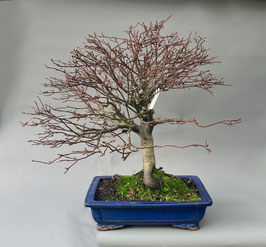 Roter Fächerahorn, Acer palmatum 'Shaina' Ahorn, Bonsai, Geschenkidee, Freilandbonsai