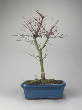 Fächerahorn, Acer palmatum deshojo, Ahorn, Bonsai Solitär, Geschenkidee, Freilandbonsai