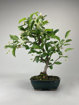 Zierapfel, Malus, Outdoor - Bonsai, Freilandbonsai, Outdoor - Bonsai