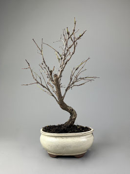 Aprikose, Prunus, Blühender Outdoor - Bonsai, Freilandbonsai, Geschenkidee