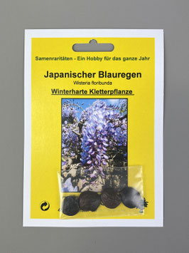 Japanischer Blauregen, Wisteria floribunda, Geschenkidee, Seltene Samen, Besonderheit, Rarität