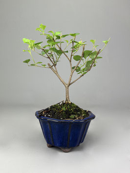 Zwerg-Duftflieder, Syringa meyeri, Blühender Outdoor - Bonsai, Freilandbonsai, Geschenkidee