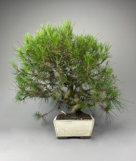 Aleppo Kiefer, Pinus halepensis, mediterraner Bonsai, Geschenkidee