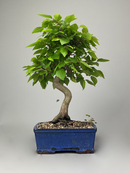 Koreanische Hainbuche,  Carpinus coreana, Freilandbonsai, Outdoor - Bonsai