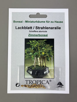 Samen+Anzuchtset: Lackblatt / Strahlenaralie, Schefflera aboricola, Zimmerbonsai, Geschenkidee, Bonsai - Samen