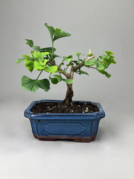Fächerblattbaum, Ginkgo biloba ´Troll´, Freilandbonsai, Geschenkidee
