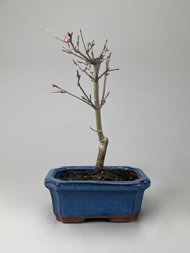 Fächerahorn, Acer palmatum deshojo, Ahorn, Bonsai Solitär, Geschenkidee, Freilandbonsai