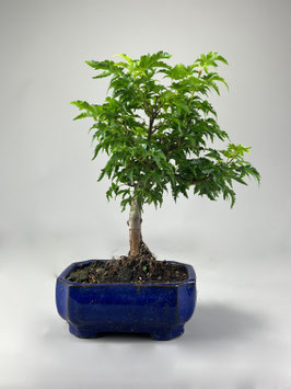Fächerahorn, Acer palmatum shishigashira, Ahorn, Bonsai Solitär, Geschenkidee, Freilandbonsai
