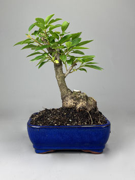 Goldglöckchen / Goldflieder  / Forsythie, Forsythia, Gartenbonsai, Freilandbonsai, Geschenkidee, Rohling, Yamadori