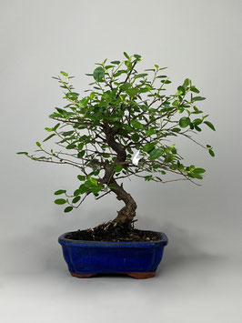 Zwergmispel, Cotoneaster, Outdoor - Bonsai, Freilandbonsai, Geschenk Idee