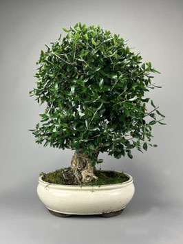Wilder Olivenbaum, Olea europaea sylvestris, mediterraner Bonsai, Geschenkidee